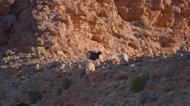 Footage capturing a small herd of domestic sheep and goats foraging for sparse vegetation on the steep, sun-drenched, rugged rock face of a mountain in the arid landscape of Wadi Bani Khalid, Oman.