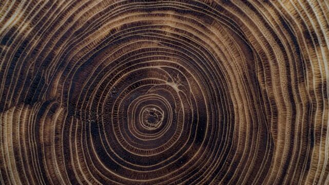 Explore the beauty and history captured in tree rings, showcasing nature's story of growth and resilience.