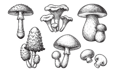 Vintage Mushroom Engraving Set © trianatio