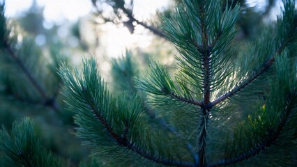 Obraz premium Closeup of pine tree needles