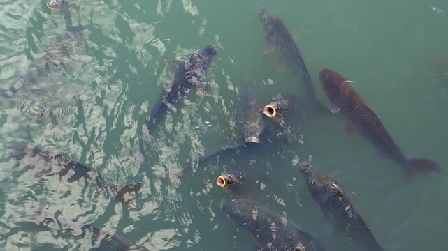 Adorable school of carp fish beg to be fed in murky pond in Japan