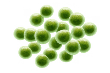 Green chlorella or spirulina microalgae cells multiplying, science and health concept, transparent background