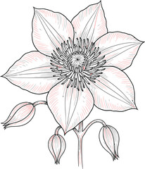 Black and White Flower Line Art Vector on Transparent Background