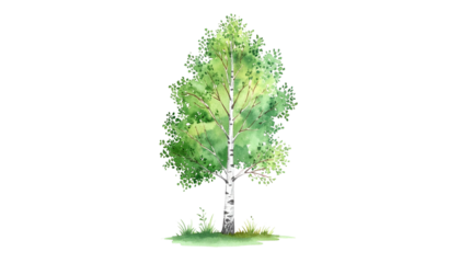 Watercolor depiction of a birch tree with delicate green leaves on a black background