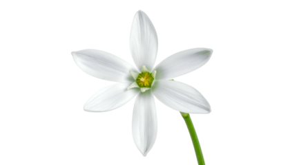 A macro shot of a single white flower with six petals, yellow center, and green stem