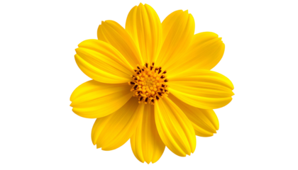 Isolated, vibrant yellow flower with radiating petals and a detailed brown center