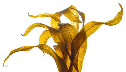 Close-up of dried, golden plant leaves against a stark black background