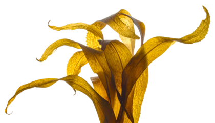 Close-up of dried, golden plant leaves against a stark black background