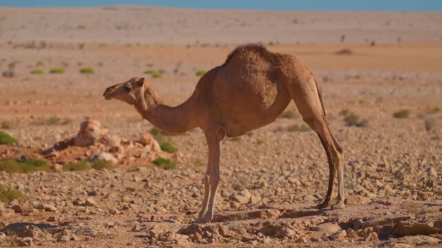 Footage of a lone dromedary camel (Camelus dromedarius) foraging on sparse, dry vegetation in the rocky, arid terrain of Wadi Bani Khalid, Oman.