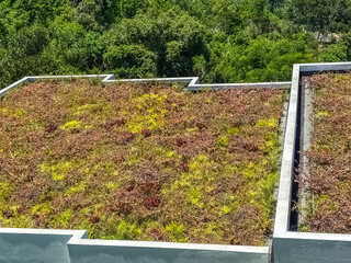 Toiture v&eacute;g&eacute;talis&eacute;e