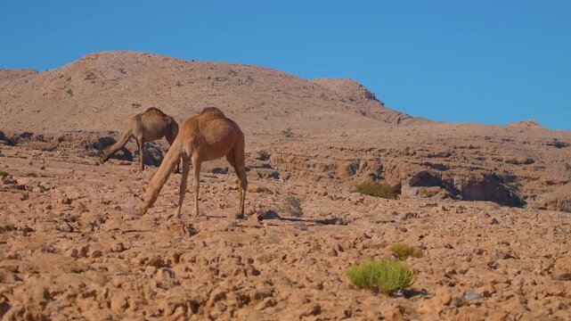Footage of two dromedary camels (Camelus dromedarius) grazing on sparse vegetation in the arid, rocky desert landscape of the Hajar Mountains near Wadi Bani Khalid, Oman, under a clear blue sky.