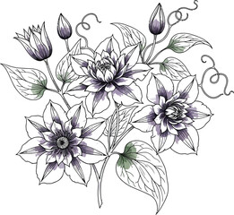 Floral Outline Flower Collection Line Vectors on Transparent Background