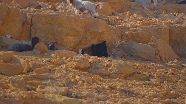 Footage capturing domestic animals, including goats and a possible camel, navigating the dry, rugged, and rocky terrain of a mountainside in the Wadi Bani Khalid region of Oman.