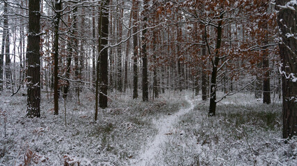 Timeless Winding path through a snow-covered forest in early winter Serene and tranquil woodland landscape