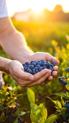 Hands holding blueberries in a field with sunny, warm light streaming through