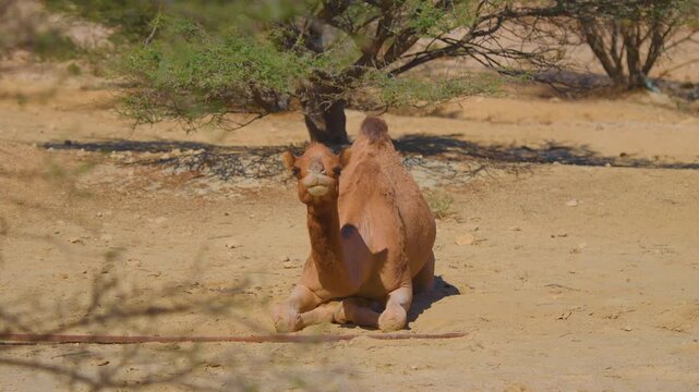 A dromedary camel, also known as an Arabian camel, sits peacefully in the shade of a small tree in the dry, sandy environment of Wadi Bani Khalid, Oman.