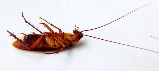 A dead cockroach lies on its back on a white background.