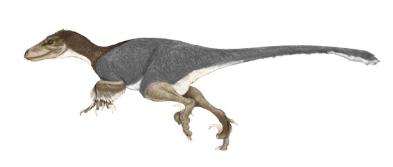 Obraz premium ユタの捕食者 ユタラプトル。ドロマエオサウルス科では大型の獣脚類。ユタラプトルの羽毛付き２０２５年ヴァージョン。 