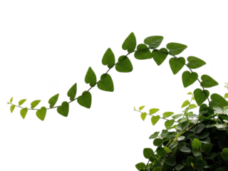 Green leafy vine arching gracefully