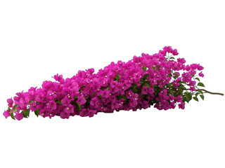 Vibrant pink bougainvillea flowers