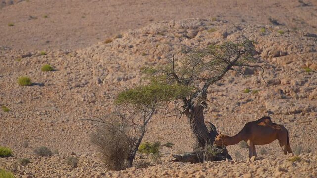 Footage of a lone dromedary camel (Camelus dromedarius) reaching up to eat branches from a small tree in a rocky, arid desert environment near Wadi Bani Khalid in Oman.