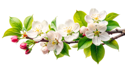 White flowers on tree branch isolated on transparent background