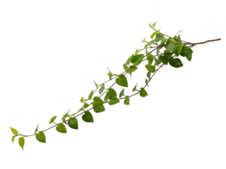 Green leafy vine on white background