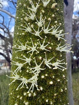 Flowers bloom of the Balga Tree