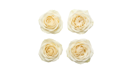 Four indistinct yellow-white floral shapes arranged in a square pattern on a white background cutout on alpha channel