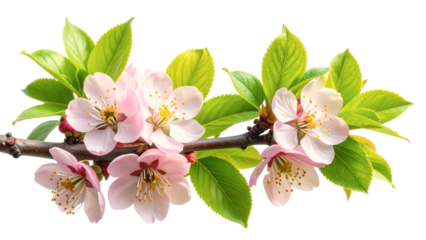 Pink flowers on tree branch isolated on transparent background. Spring blossom