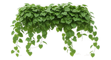 Green heart shaped leaves cascading plant isolated on transparent background
