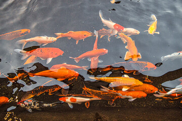 Big group,variety of Koi habitat underwater Freshwater fish swim in the clean river Diving in freshwater,Snorkeling For branding,calendar,postcard,screensaver,wallpaper,poster,banner,cover,website