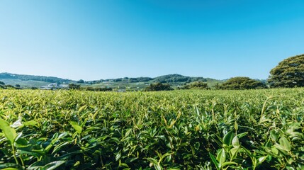 Fototapeta premium Vast tea plantation on a sunny day with clear blue sky