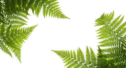 Green fern fronds forming a border isolated on transparent background