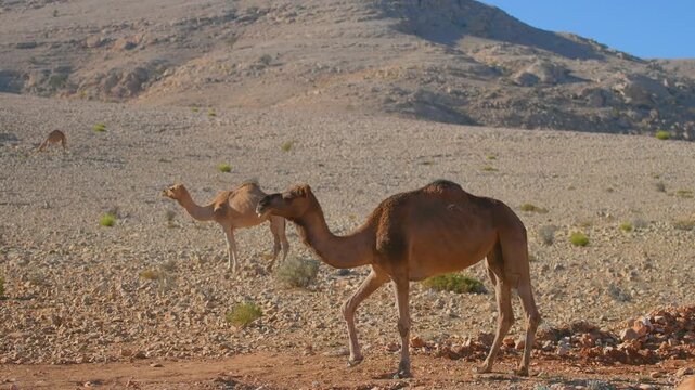 Footage of a group of wild dromedary camels (Camelus dromedarius) grazing on sparse vegetation in the arid, rocky mountain desert landscape of Wadi Bani Khalid, a prominent wadi in the Sultanate of Om