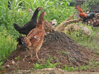 Fototapeta premium Group of free-range village chickens foraging in a rural garden