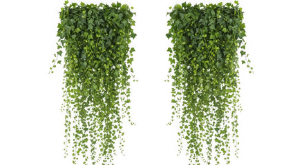 Two lush green hanging plants isolated on transparent background