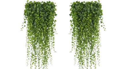 Two lush green hanging plants isolated on transparent background