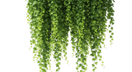 Cascading green ivy plant isolated on transparent background