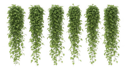 Cascading green vines isolated on transparent background