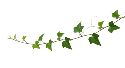 Green ivy vine stem with leaves isolated on transparent background