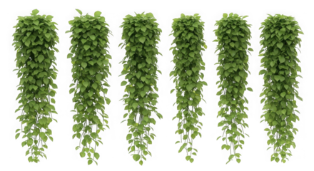 Six hanging green vine plants isolated on transparent background