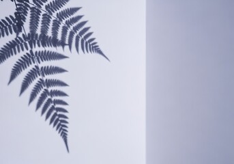 Minimalist botanical shadow art with fern leaf and textured wall
