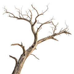dead tree isolated