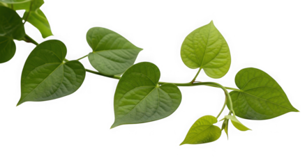 Green heart shaped leaves on a vine isolated on transparent background