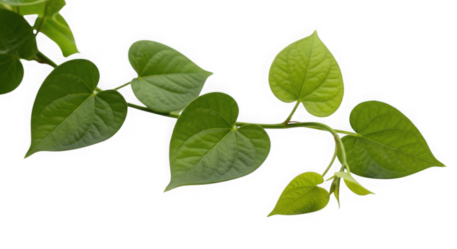 Green heart shaped leaves on a vine isolated on transparent background - Powered by Adobe