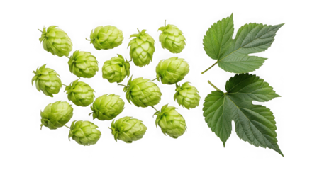Fresh green hop cones and leaves isolated on transparent background