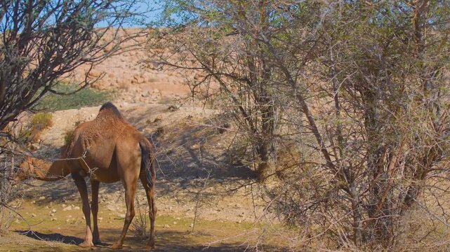 Footage captures a single dromedary camel (Camelus dromedarius) grazing on dry scrub in a rocky, arid environment near Wadi Bani Khalid in the Hajar Mountains region of Oman.
