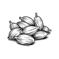 Cardamom Pods Hand Drawn Line Art Spice Illustration
