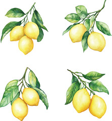 set of Lemons on Branch Watercolor  vector illustration